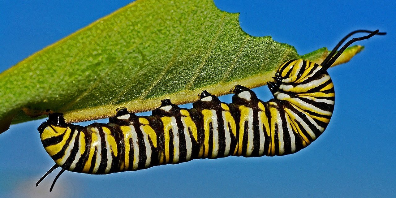 Alsof je tegen een rups zegt: 'Ga maar vast vliegen'
